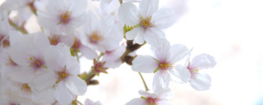 靖国桜ハイキー.jpg