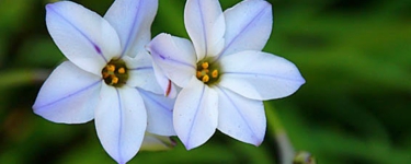 花20.jpg