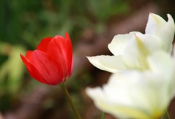花11.jpg