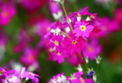 花１.jpg