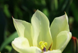 花15.jpg