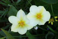花14.jpg
