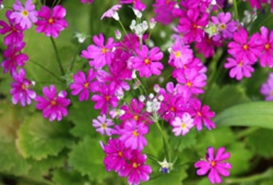 花９.jpg