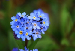 花４.jpg