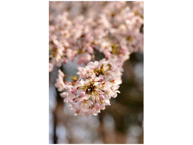 緒方桜.jpg