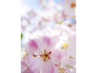 前田桜.jpg