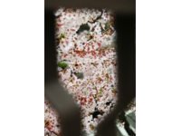 萩原桜.jpg