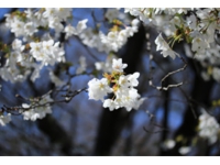 高木桜.jpg