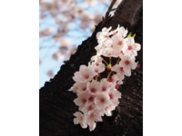 足立桜.jpg
