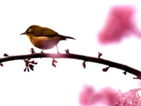 山崎桜.jpg