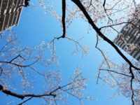佐々木桜.jpg