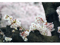 小林桜.jpg