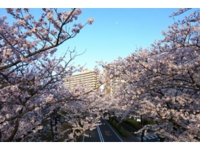 鈴木桜.jpg