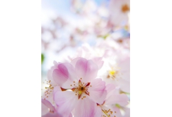 前田桜.jpg