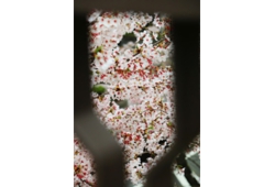 萩原桜.jpg