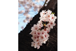 足立桜.jpg