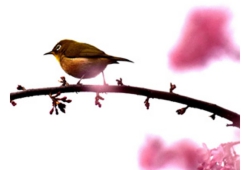 山崎桜.jpg