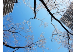 佐々木桜.jpg