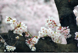 小林桜.jpg
