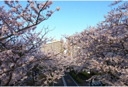 鈴木桜.jpg