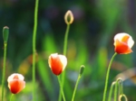 花実習作例２.jpg