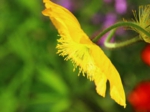 花写真実習６.jpg