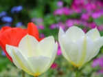 花26.jpg