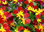 花８.jpg