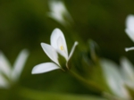花8.jpg