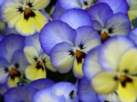 花19.jpg