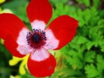 花７.jpg
