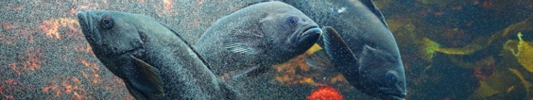 葛西臨海水族園１.jpg