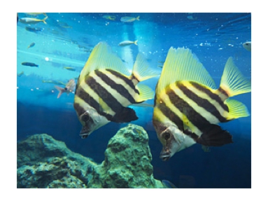 足立水族園.jpg
