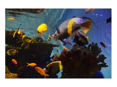 日野水族園.jpg
