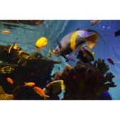 日野水族園.jpg