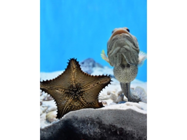 緒方水族園.jpg