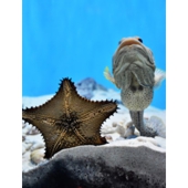 緒方水族園.jpg
