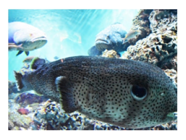 前田水族園.jpg