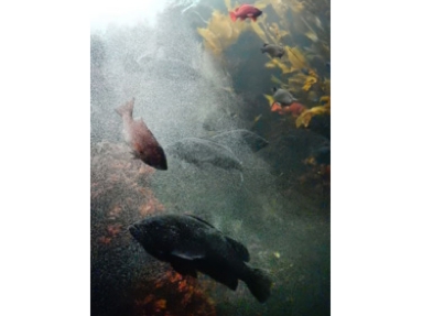 佐々木水族園.jpg