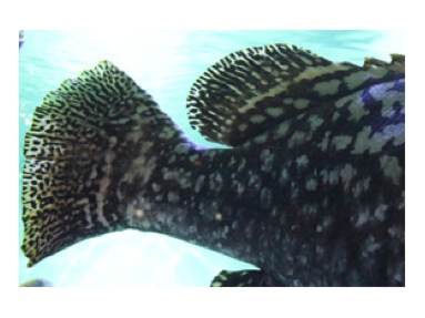 小林水族園.jpg