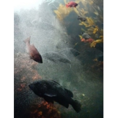 佐々木水族園.jpg