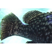 小林水族園.jpg