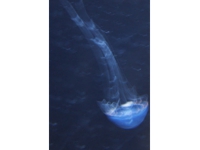 クラゲ.jpg