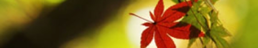 平林寺紅葉7.jpg