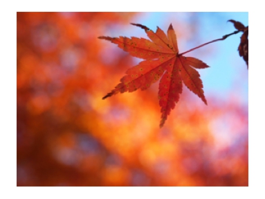 足立紅葉.jpg