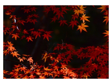 日野紅葉.jpg