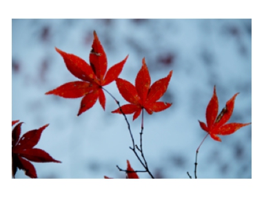 高木紅葉.jpg