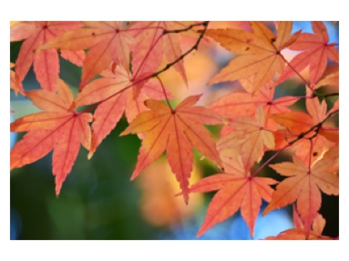前田紅葉.jpg