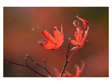 小鷹紅葉.jpg
