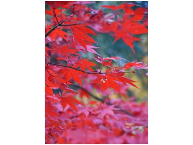 山崎紅葉.jpg